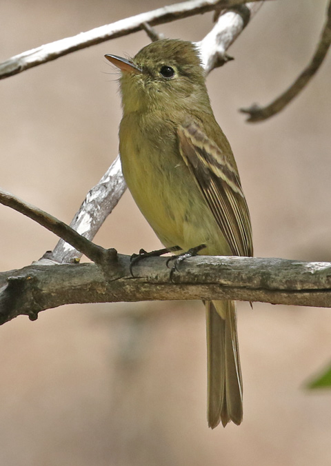 Cordilleran Flycatcher