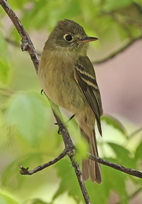 Cordilleran Flycatcher