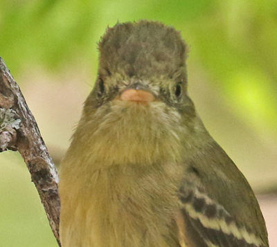 Cordilleran Flycatcher