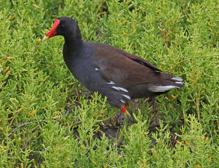 Common Gallinule