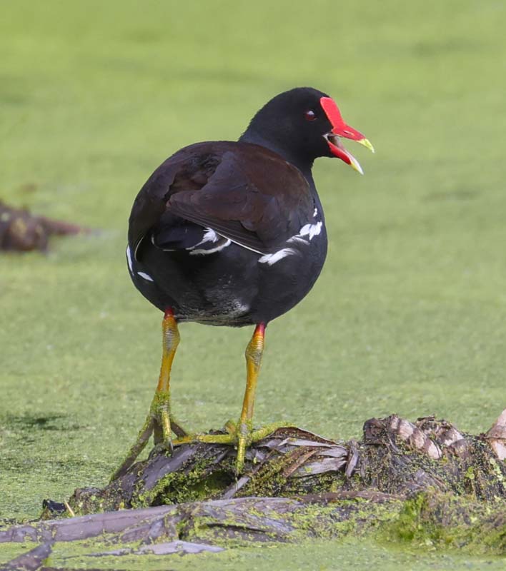 Common Gallinule