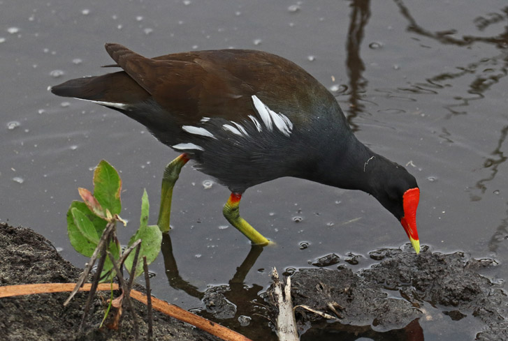 Common Gallinule