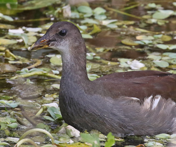 Common Gallinule
