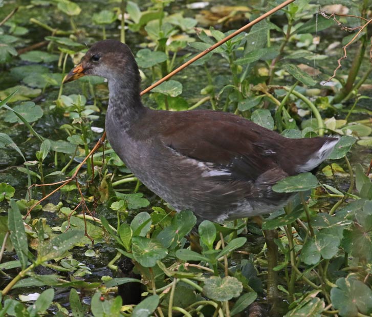 Common Gallinule
