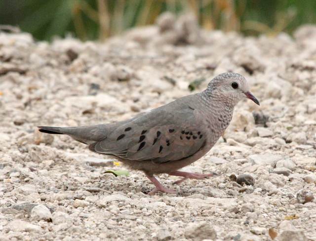 Common Ground-dove