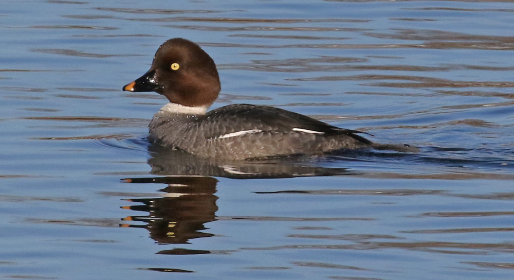Common Goldeneye (female)