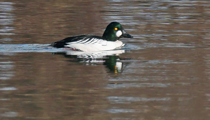 Common Goldeneye