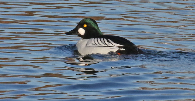 Common Goldeneye