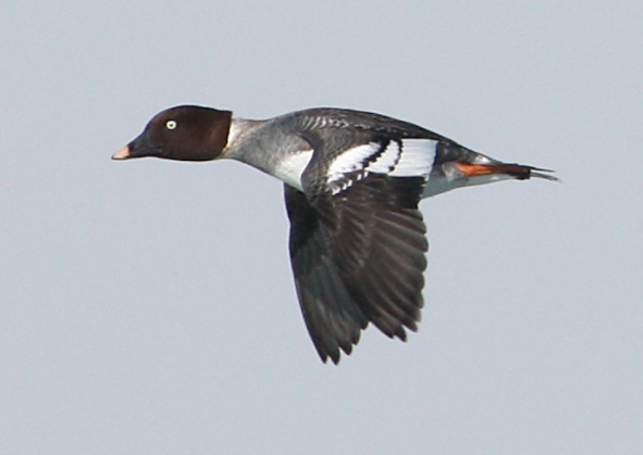 Common Goldeneye