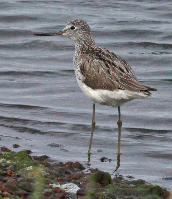 Common Greenshank