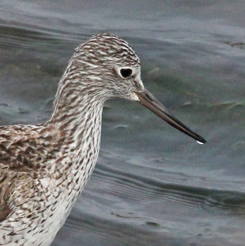 Common Greenshank