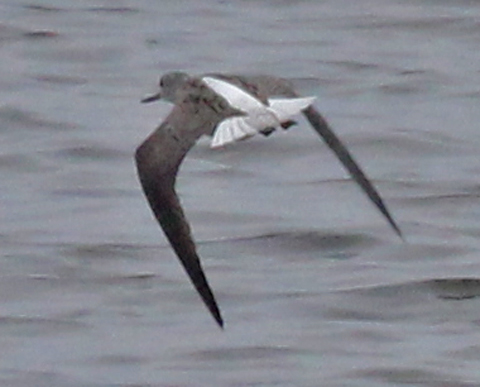 Common Greenshank