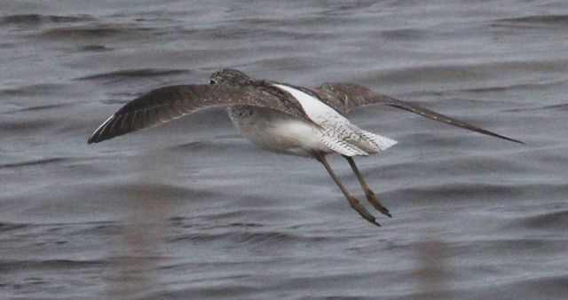 Common Greenshank