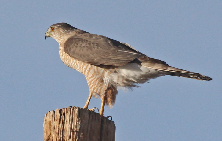 Cooper's Hawk (adult) Photo #1