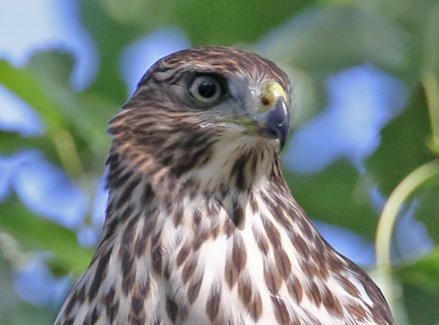 Cooper's Hawk (immature) photo #2