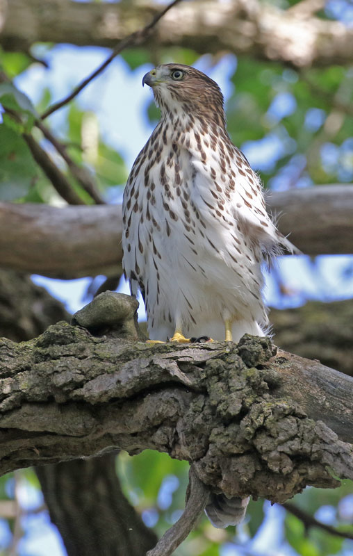 Cooper's Hawk (immature) photo #1