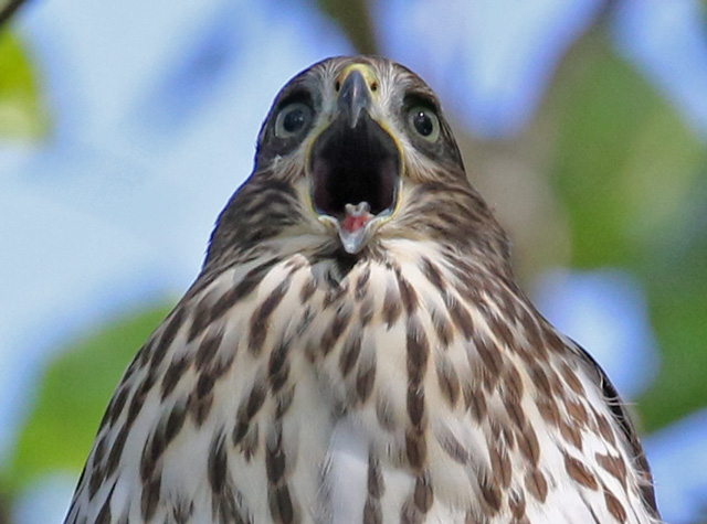 Cooper's Hawk (immature) photo #3