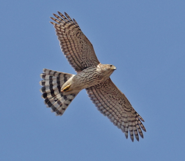 Cooper's Hawk (immature in flight)