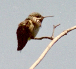 Calliope Hummingbird