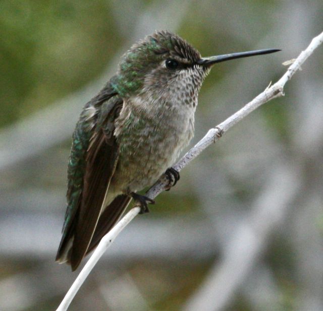 Costa's Hummingbird  photo #1