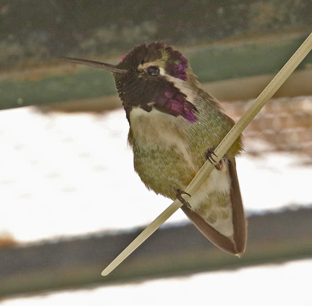 Costa's Hummingbird  photo #2
