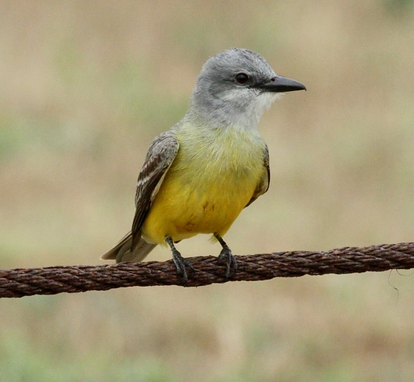 Tropical Kingbird 