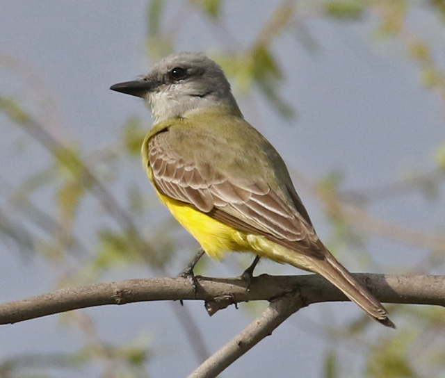 Couch's Kingbird