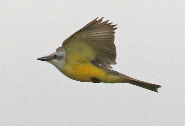 Couch's Kingbird