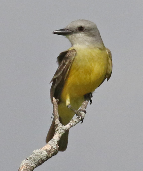 Couch's Kingbird