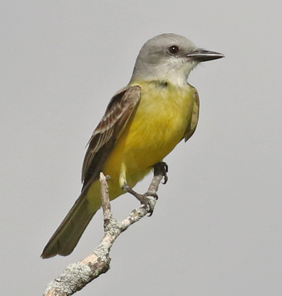 Couch's Kingbird