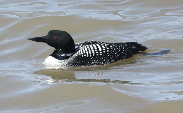 Common Loon photo #1