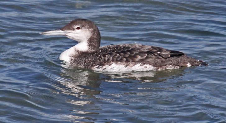 Common Loon (nonbreeding)