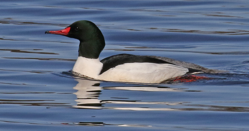 Common Merganser