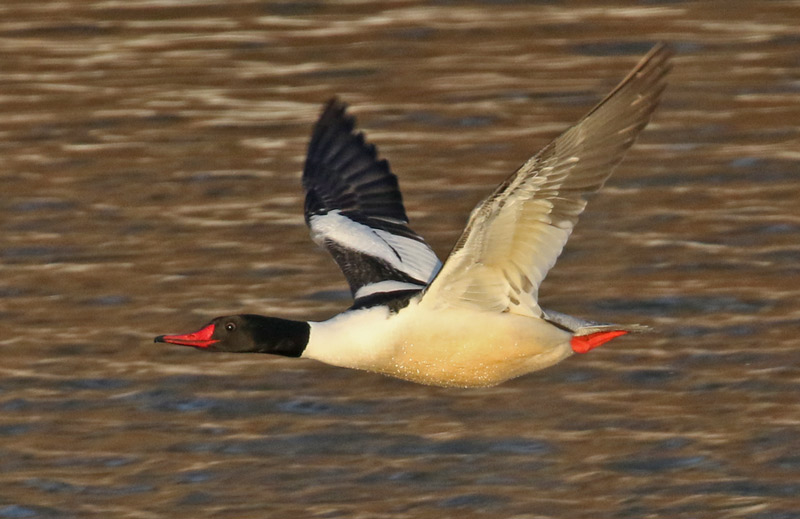 Common Merganser