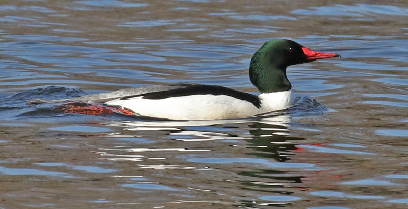 Common Merganser
