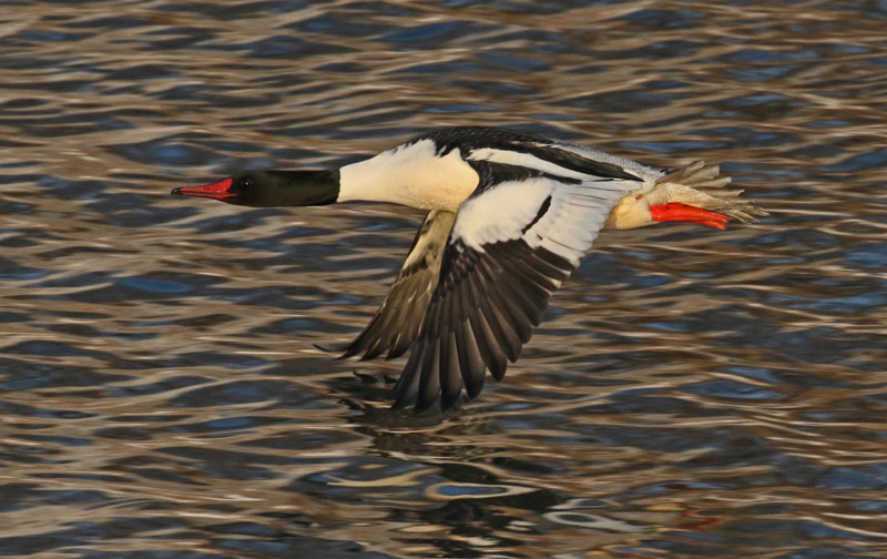 Common Merganser