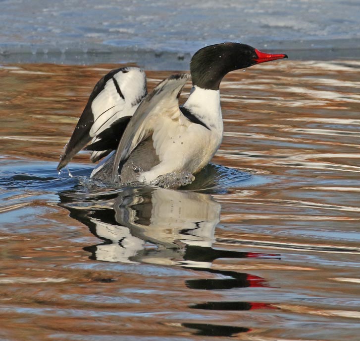 Common Merganser