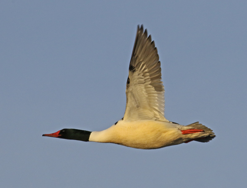 Common Merganser