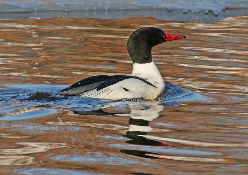 Common Merganser