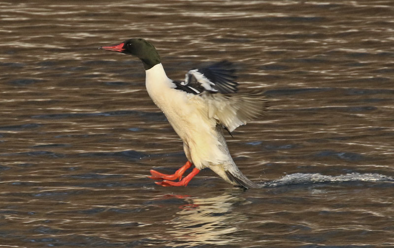 Common Merganser