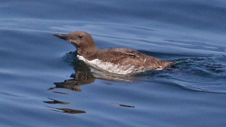 Common Murre
