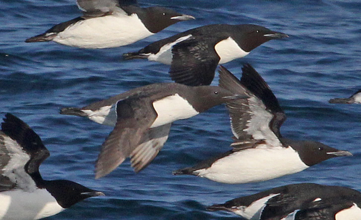 Common Murre