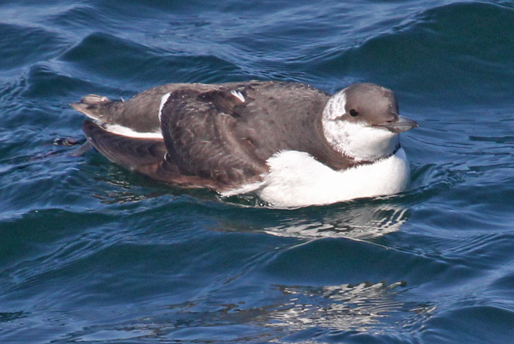 Common Murre (nonbreeding adult)