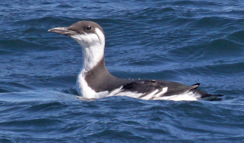 Common Murre (nonbreeding adult)