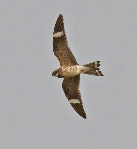 Common Nighthawk Photo 2