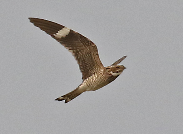 Common Nighthawk Photo 1