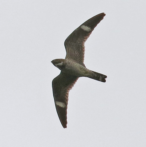 Common Nighthawk Photo 4