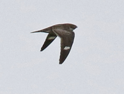 Common Nighthawk Photo 5
