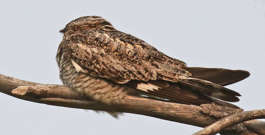 Common Nighthawk Photo 3
