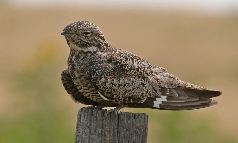 Common Nighthawk Photo 1